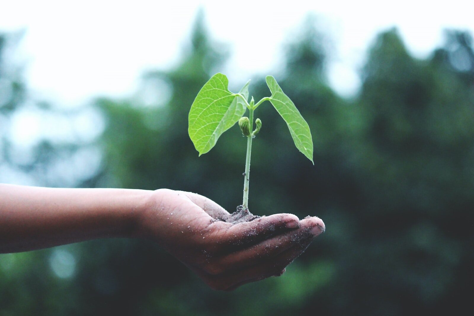 Person Holding A Green Plant